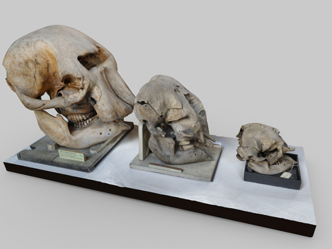  大象头骨3d模型 