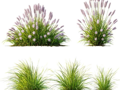  AV 6种不同芒草（狗尾草）La3d模型 