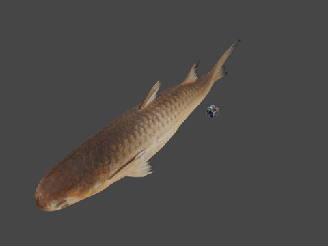  CC0厚唇鲻鱼3d模型 