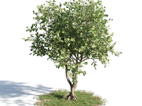  树 花草 植物3d模型 