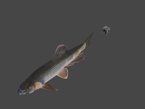  CC0宽鳍鱲3d模型 