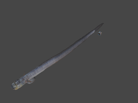  CC0瓦拉斯博鳗虎鱼3d模型 