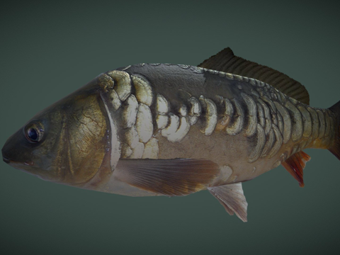  镜鲤3d模型3d模型 