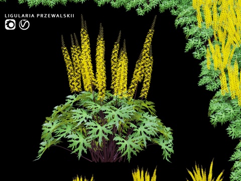  普氏柳叶菜灌木丛3d模型 