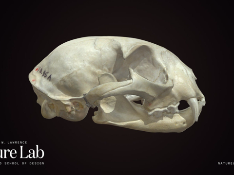  山猫头骨3d模型 