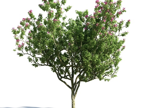  树 花草 植物3d模型 