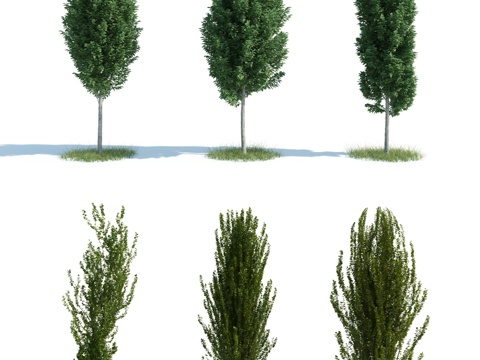  树 大树 高树 灌木 园林灌木 园林植物 人工植被 景观3d模型 