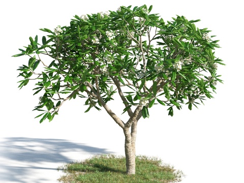  树 花草 植物3d模型 