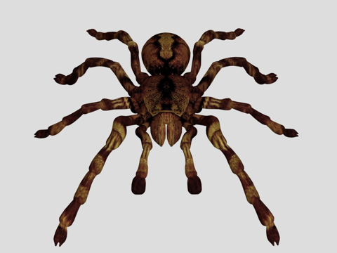  狼蛛3d模型 