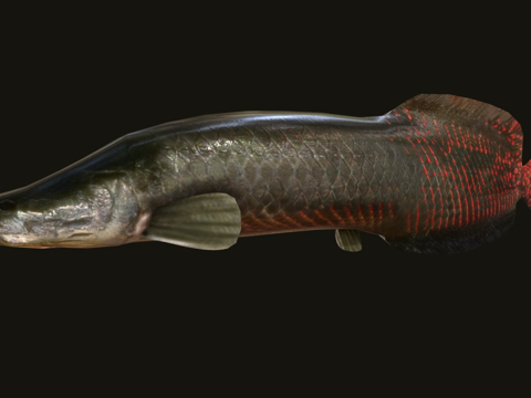  巨骨舌鱼3d模型 