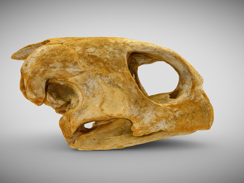  绿海龟头骨3d模型 