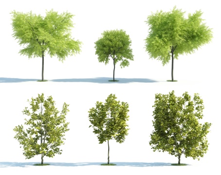  树 树木 植物 园林植物 树苗 人工植物 灌木 植物组合3d模型 