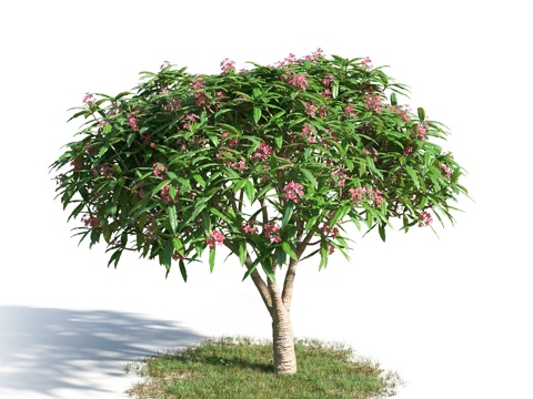  树 花草 植物3d模型 