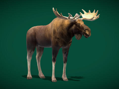  欧亚驼鹿哺乳动物低多边形3d模型 