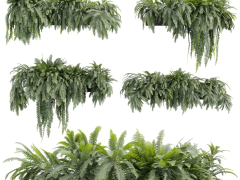  植物图鉴第798期 - 蕨类 - 女士 - 盒装3d模型 