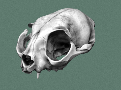  猫头骨3d模型 