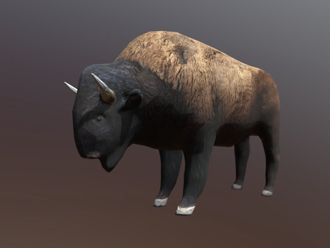  美洲野牛水牛3d模型 