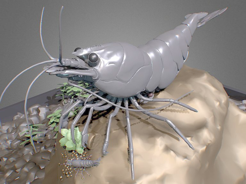  樱花虾完整场景3d模型 