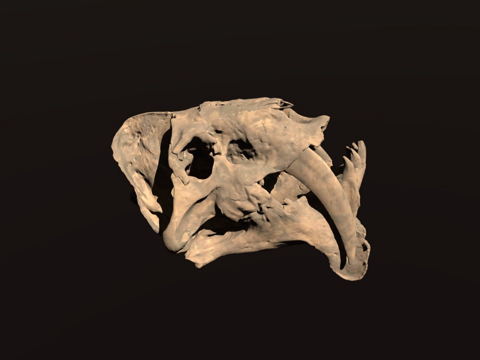  巴布罗剑齿虎头骨与下颌骨3d模型 