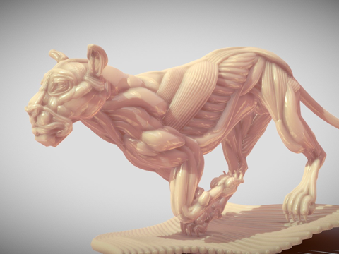  奔跑的母狮解剖3d模型 