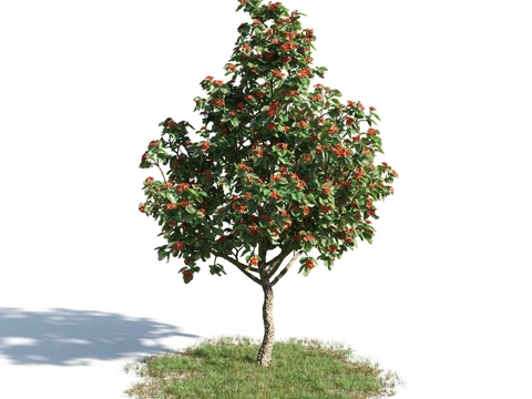  树 花草 植物3d模型 
