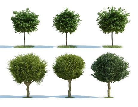  树 花树 红花树 大树 高树 园林植物 人工植被 景观树3d模型 