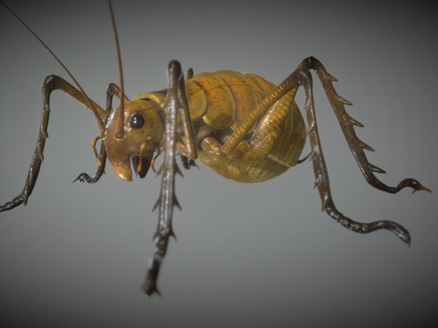  湿阿庞加蟋蟀3d模型 