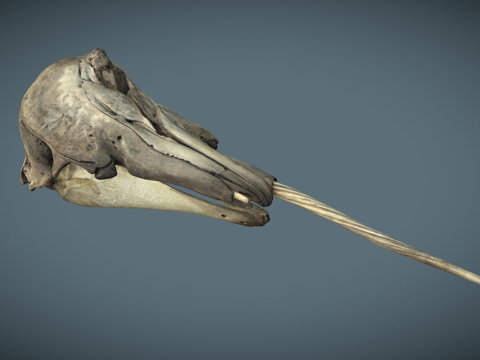  独角鲸头骨与下颌骨3d模型 