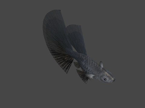  孔雀鱼黑色3d模型 