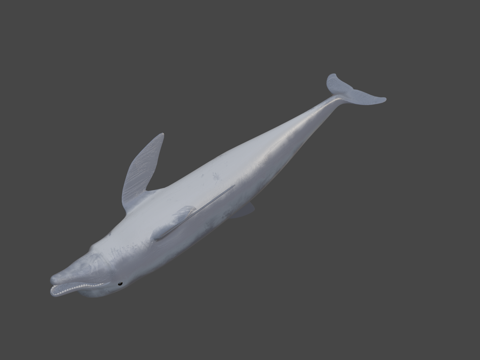  海豚宽吻海豚大西洋斑纹海豚3d模型 