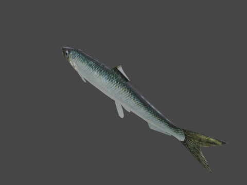  西拉卡波罗的海鲱鱼3d模型 