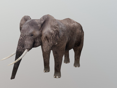  大象3d模型 