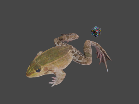  CC0黑斑蛙3d模型 