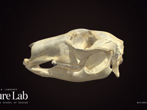  袋鼠沙袋鼠头骨3d模型 