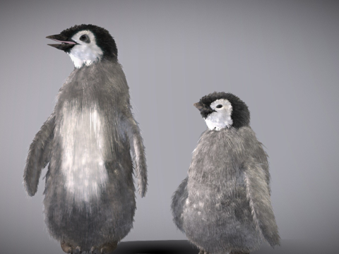  小帝企鹅幼年3d模型 