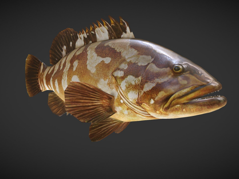  石斑鱼013d模型3d模型 