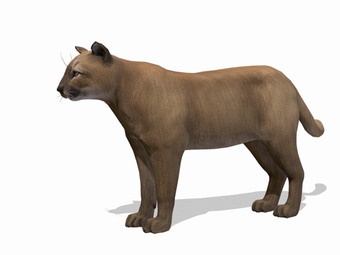  雄性美洲狮3d模型 