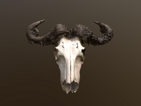  肯尼亚非洲水牛头骨3d模型 