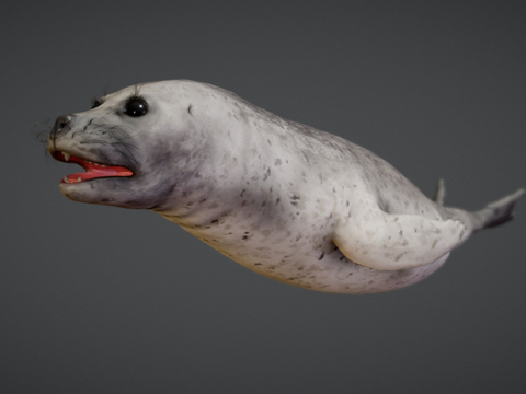  普通海豹游戏用3d模型 