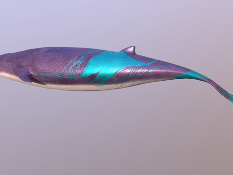  鲸鱼3d模型 