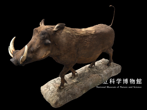  NSMTM32120沙漠疣猪标本3d模型 