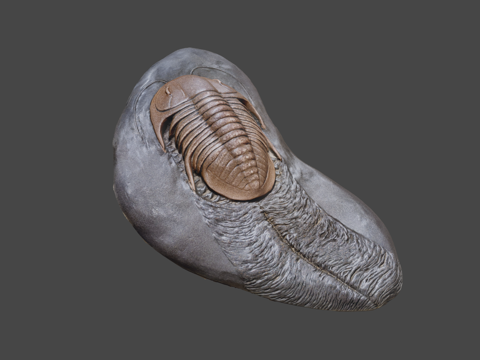  三叶虫化石亚利桑那大峡谷3d模型 