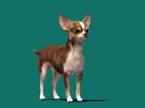  吉娃娃游戏就绪3d模型 