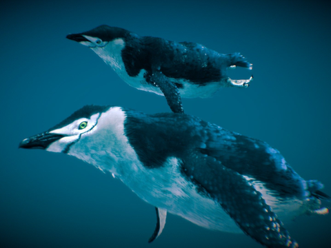  南极企鹅水下3d模型 