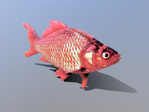  鱼CG模型3d模型 