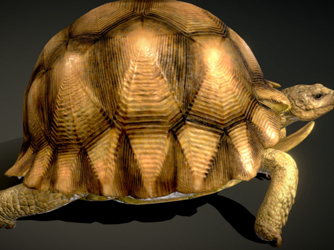  安哥洛卡陆龟3d模型 