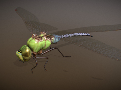  动物界绿箭蜓3d模型 