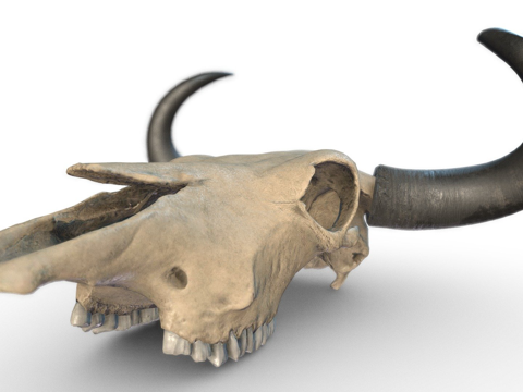  牛头骨3d模型 