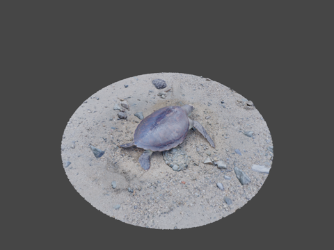  CC0红海龟赤蠵龟3d模型 