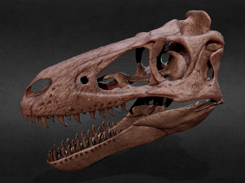  幼年霸王龙高多边形3d模型 